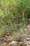 Boykin's milkwort